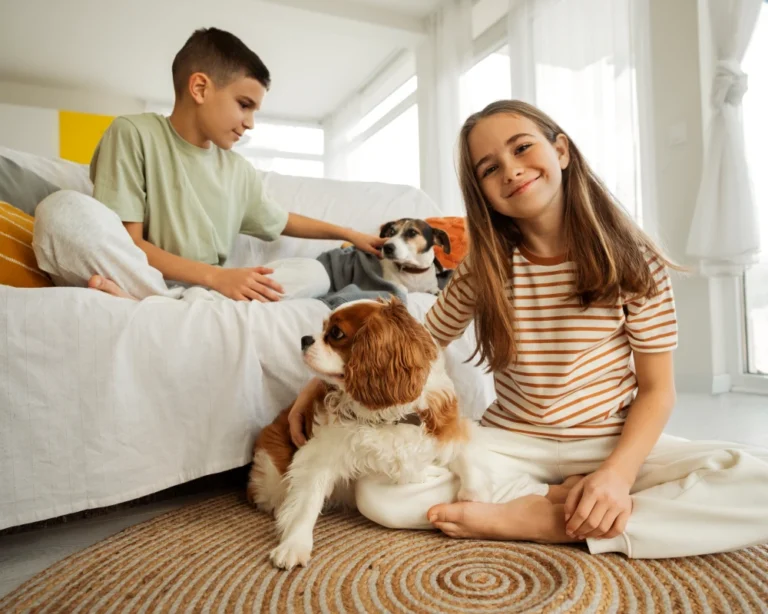 pets automatic feeder