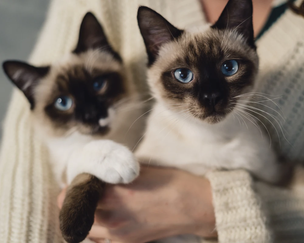 automatic dry food pet feeder