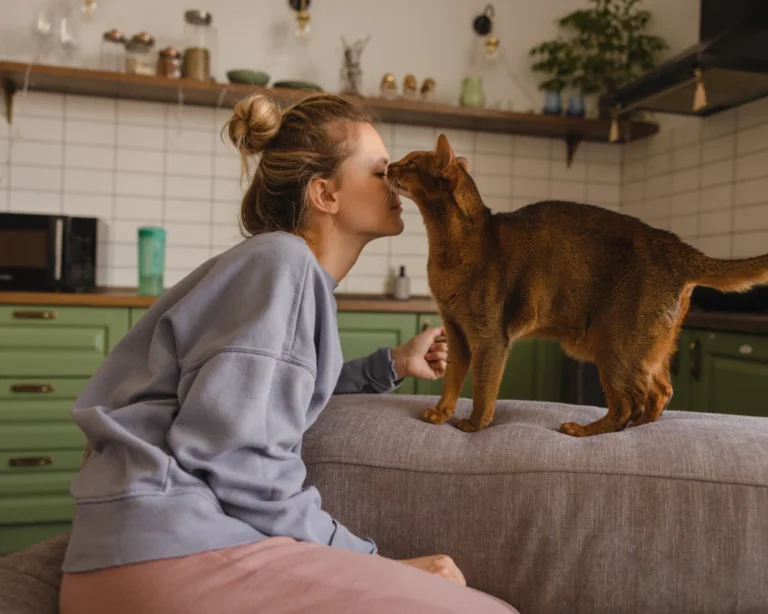 automatic pet feeder food dispenser