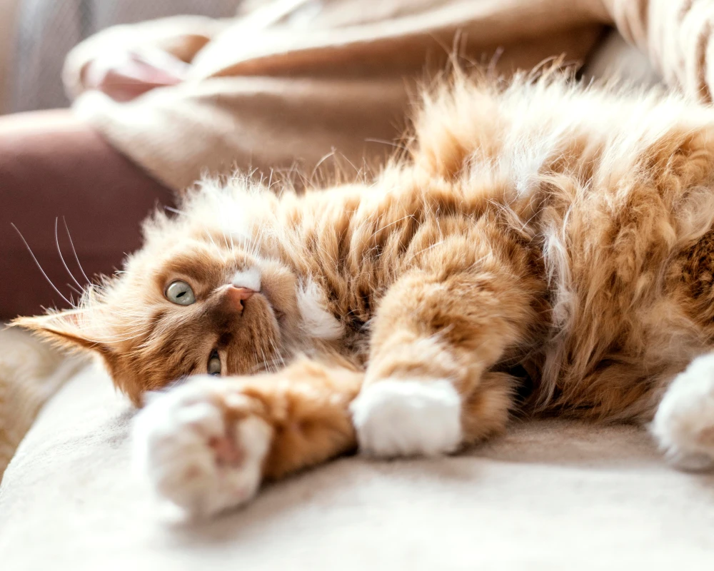 programmable automatic pet feeder