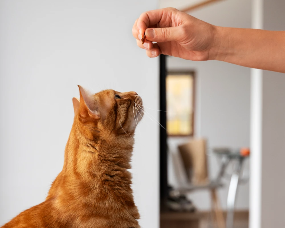 automatic wifi pet feeder
